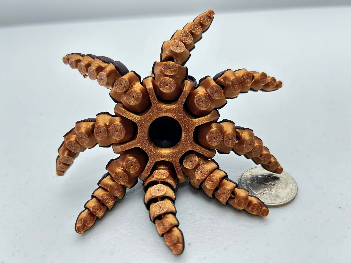 Flapjack Octopus