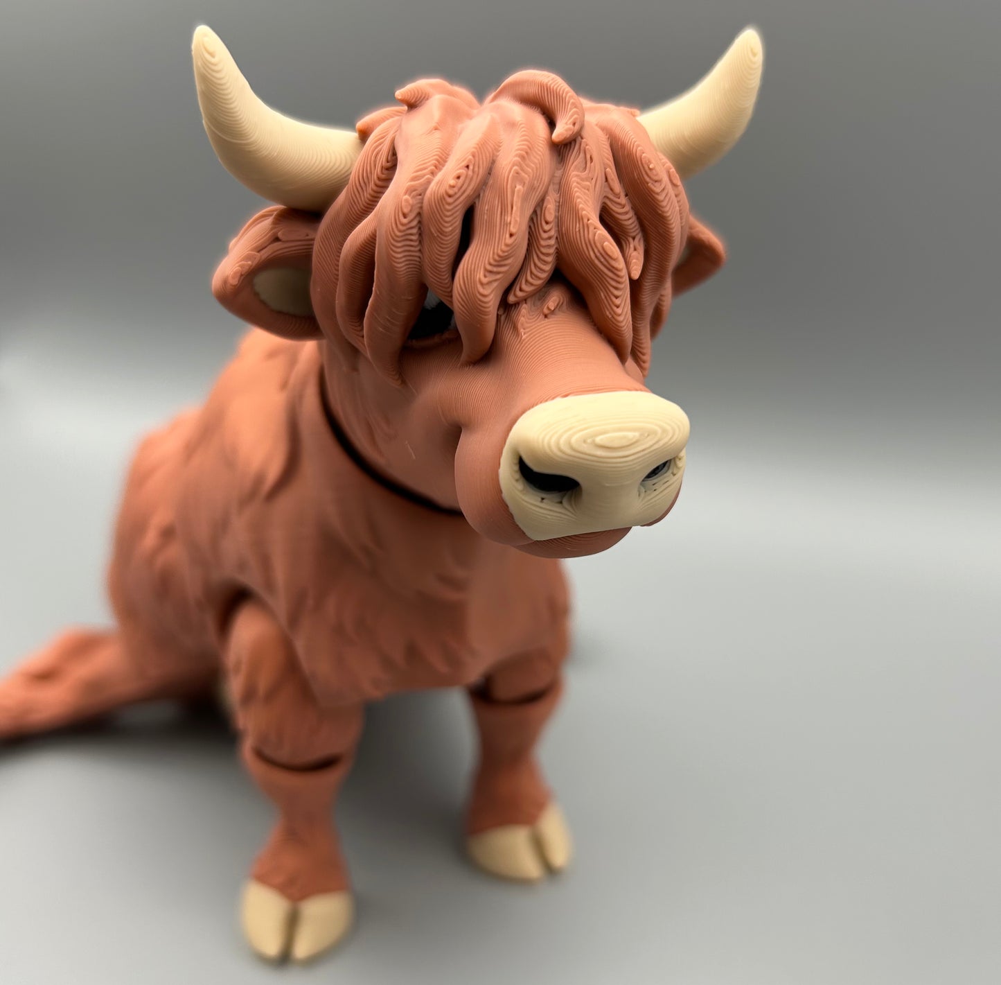 Highland Cow