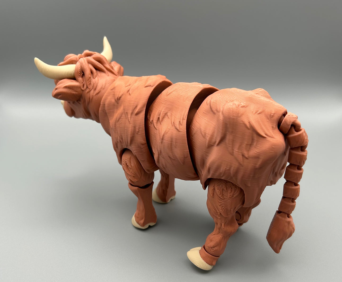 Highland Cow