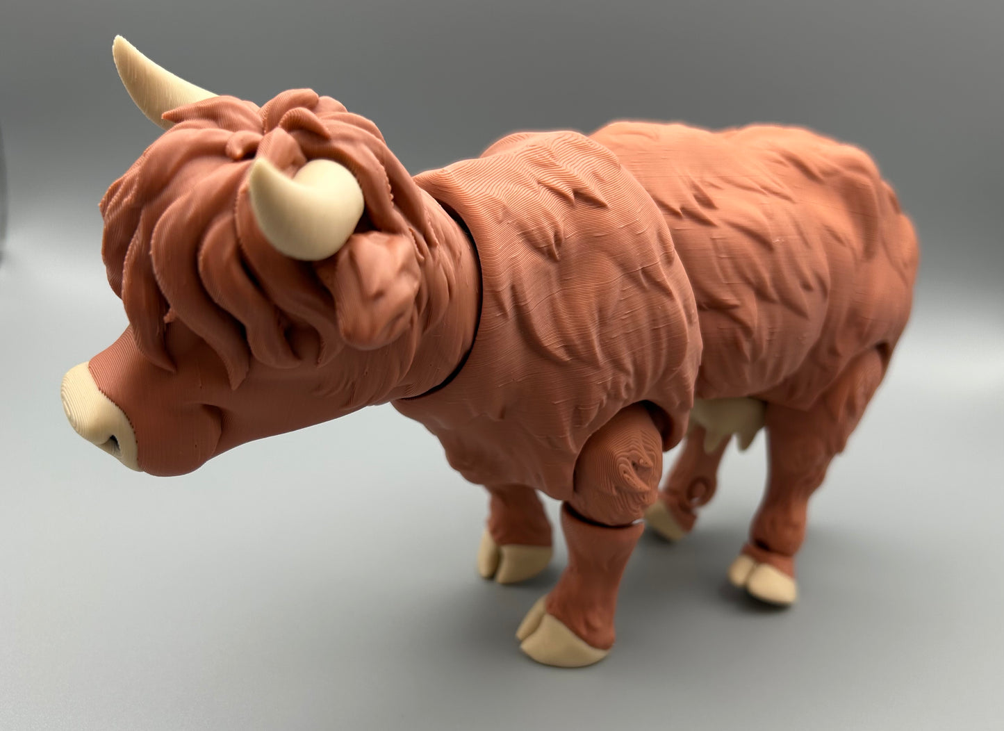 Highland Cow