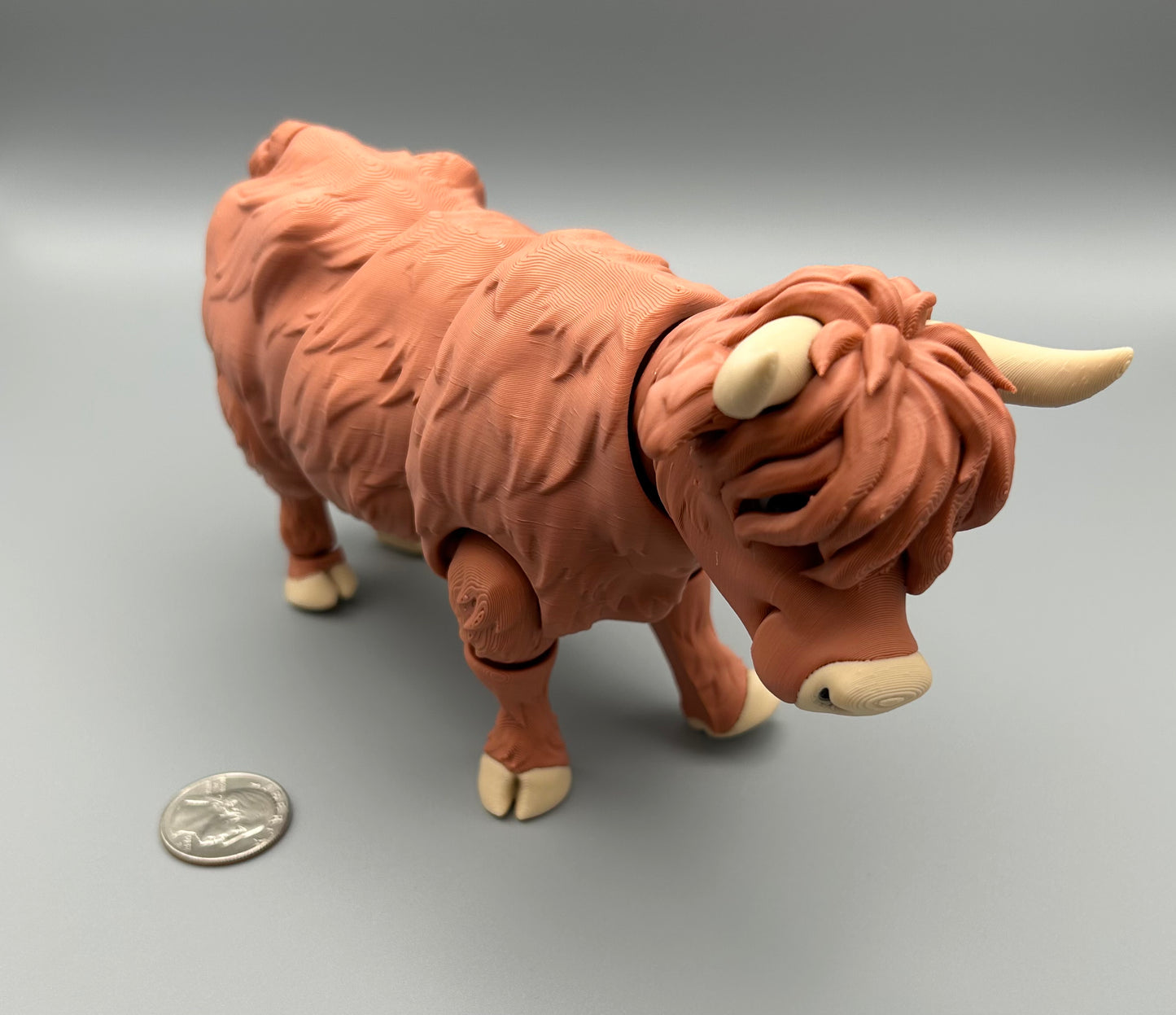 Highland Cow